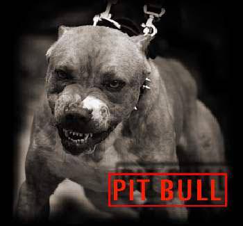 ci mon chien